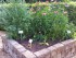 Herb garden raised bed