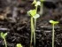 rucola seedlings