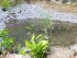 Build your own natural pond with simple and efficient methods - hyperbrain.me