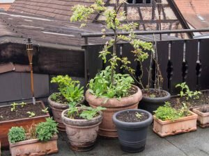 Garden updates 2017