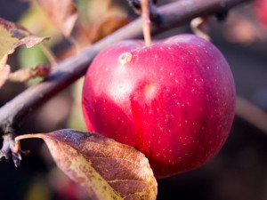 Autumn apple in my terrace garden