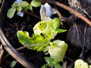 Lettuce waking up from winter